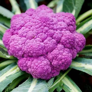 Cauliflower 'Di Sicilia Violetto'