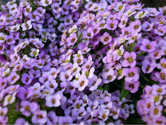 Alyssum 'Royal Carpet'