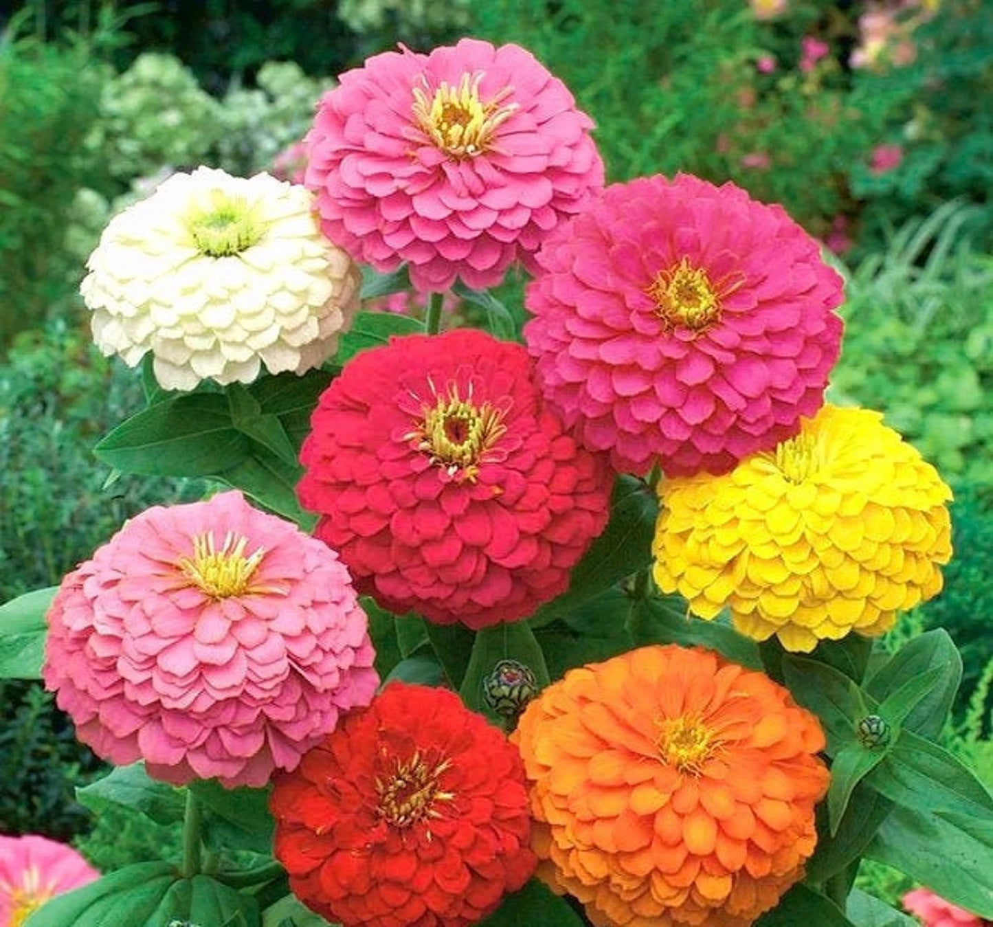 Zinnia Elegans - Sunbow mixed