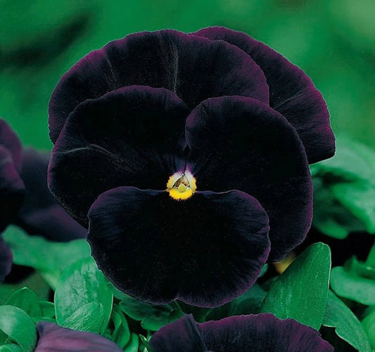 Black Pansy