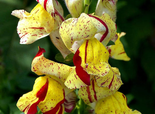 Snapdragon 'Brighton Rock'