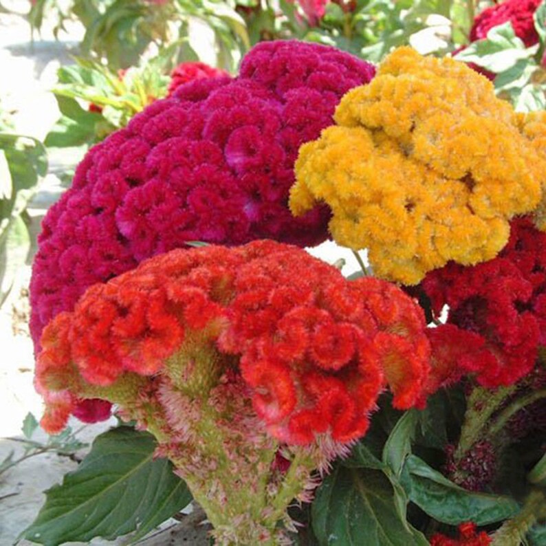 Cockscomb flower mix