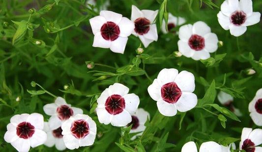 Linum Grandiflorum 'Bright Eyes Flax'