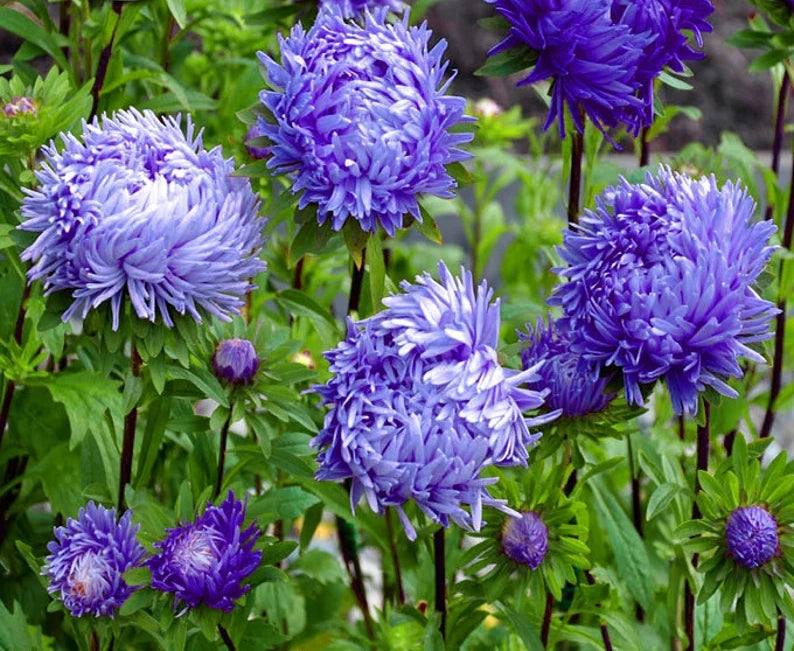 Aster 'Pavlova' Deep blue