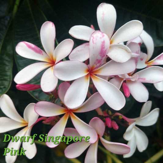 Plumeria Obtusa Singapore Pink