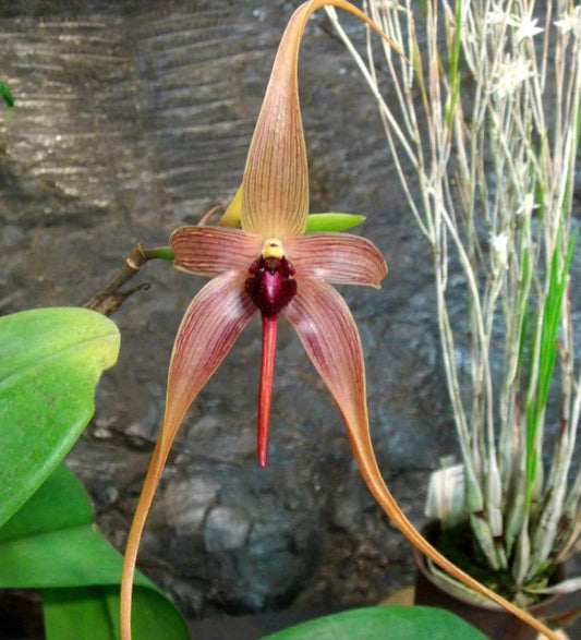 Bulbophyllum Sp orchid