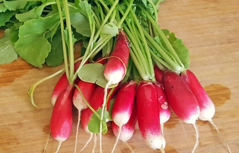 Radish 'Mila' French Breakfast type