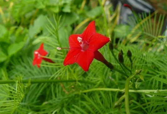 Morning Glory Cypress Vine red - Ipomoea pennata Quamoclit