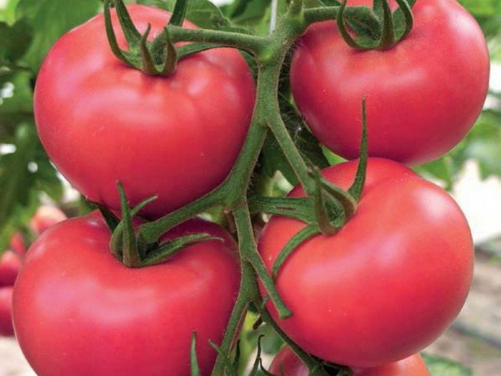 Tomato pink 'Maliniak'