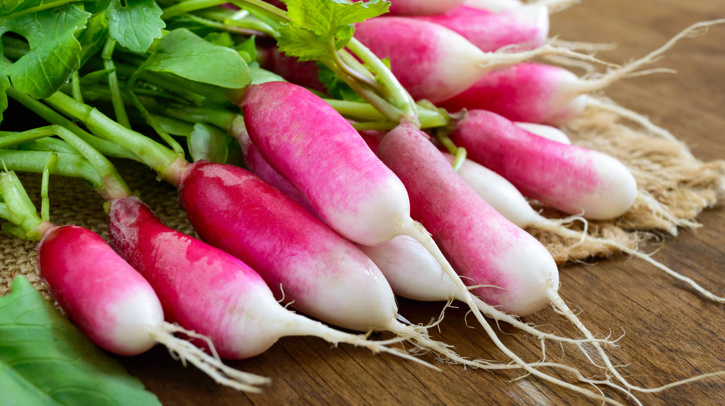 Radish Slovana