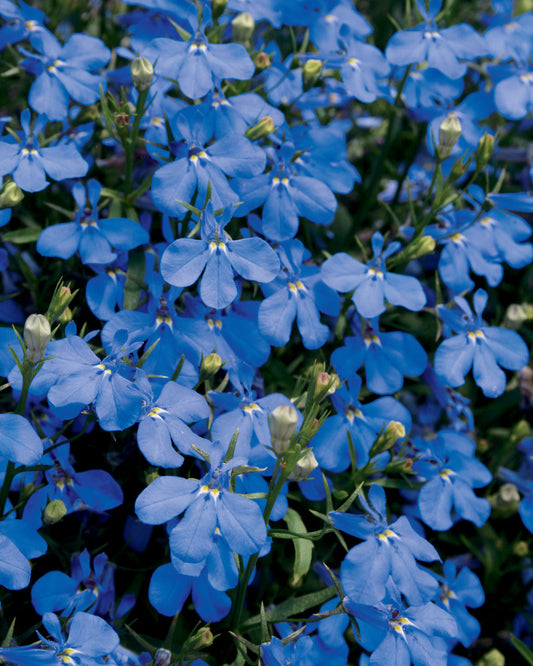 Lobelia Erinus