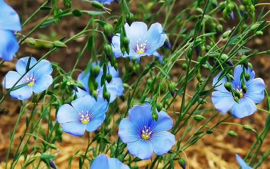 Common Flax