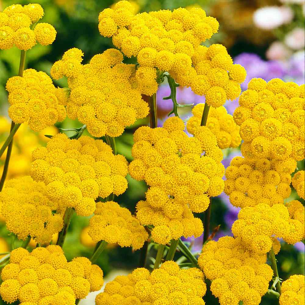 Ageratum Yellow