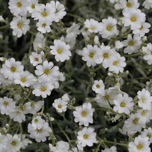 Snow in summer - Cerastium tomentosum