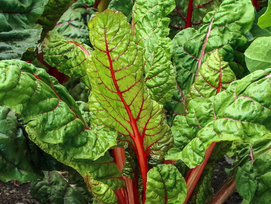 Swiss chard Rhubarb red