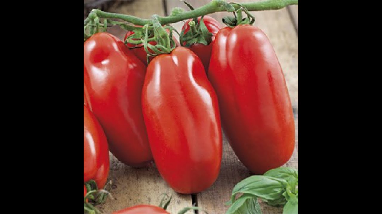 Tomato Scatolone 3