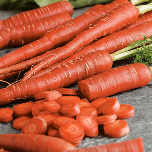 Red Carrot 'Korina'