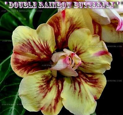 Adenium Obesum Double Rainbow Butterfly