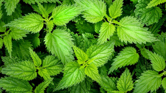 Stinging Nettle