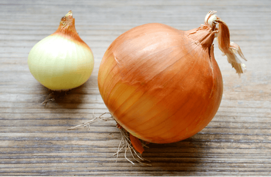 Onion 'Globo'