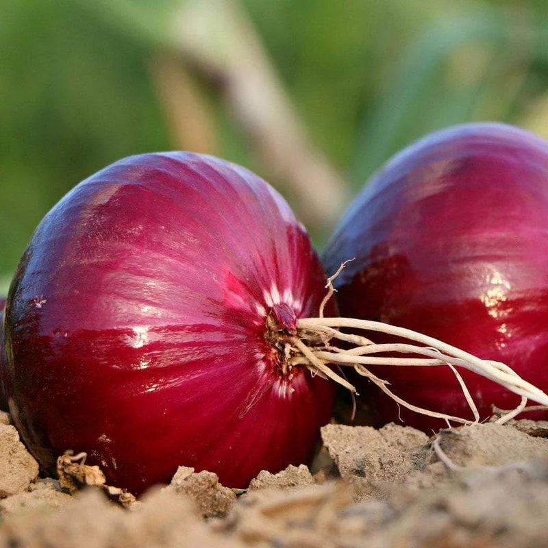 Red onion 'Scarlet'