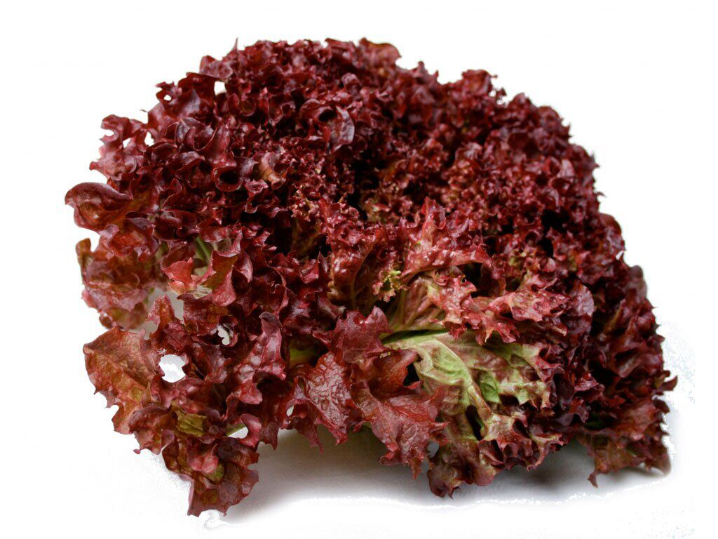 Lollo Rossa Lettuce