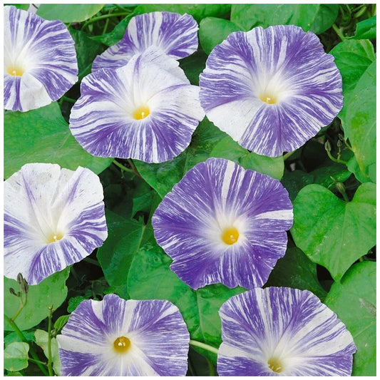 Morning glory 'Flying saucers' - Ipomoea tricolor