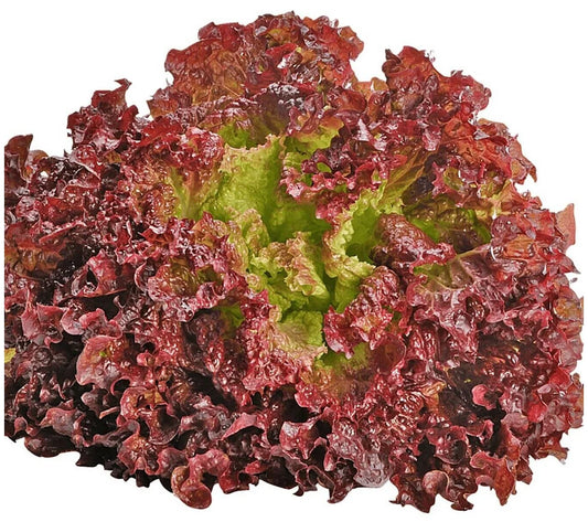 Lettuce Lollo Rosso