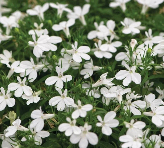 Lobelia 'White lady'