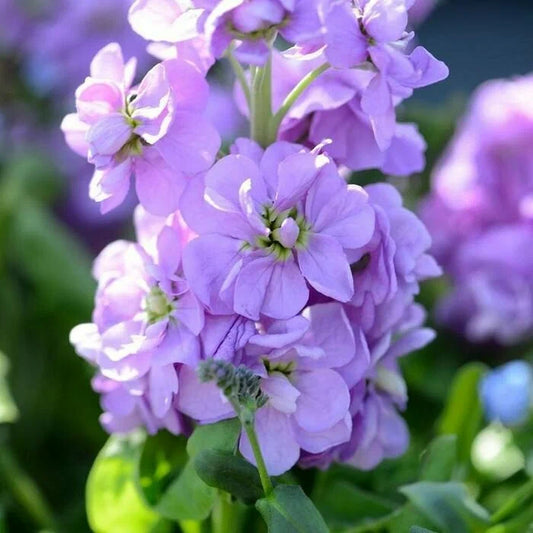 Matthiola Incana Light Blue