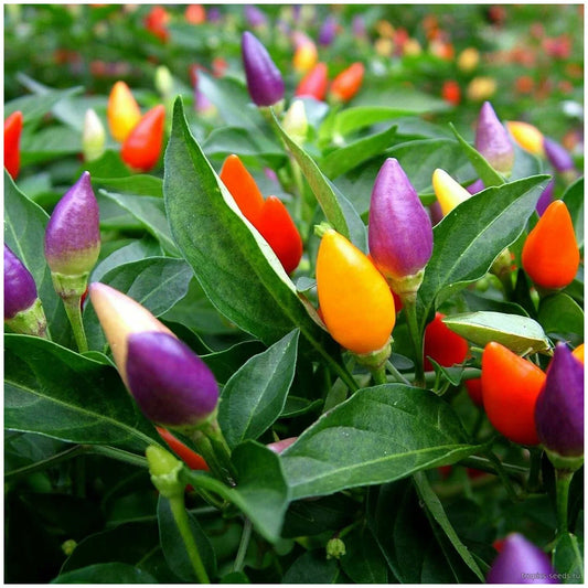 Ornamental Pepper 'Aladdin'