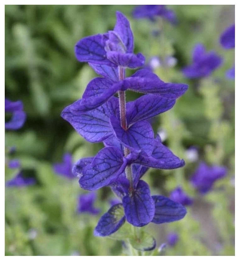 Clary Sage 'Blue Monday'