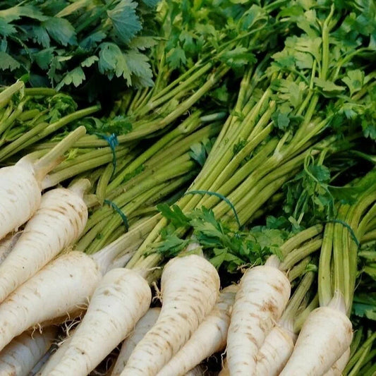 Parsley hamburg 'Alba'