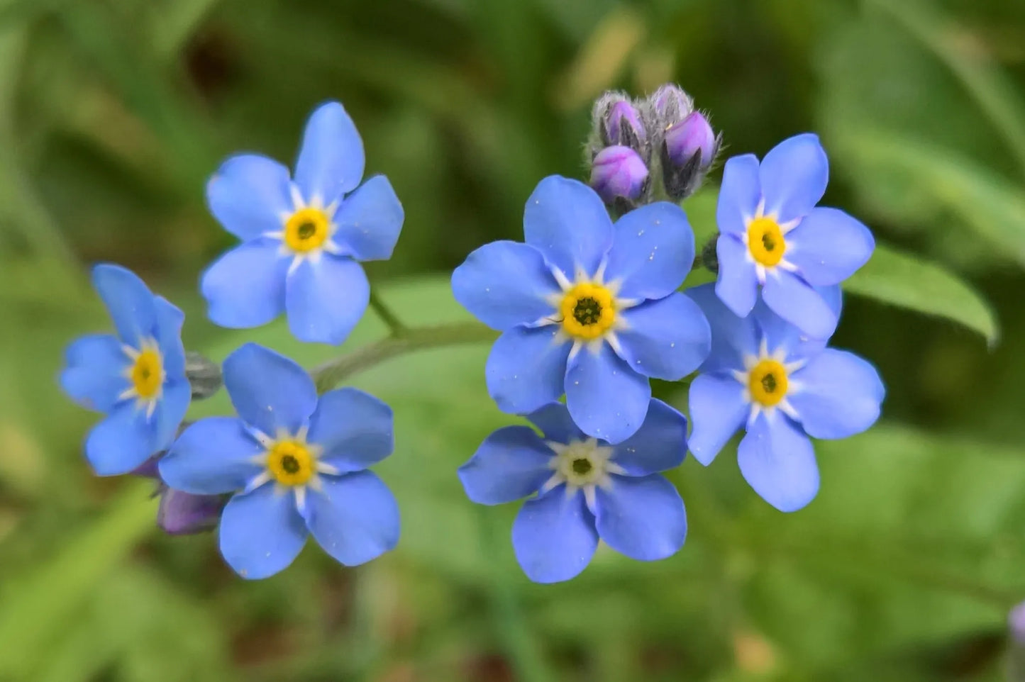 Alpine Forget-me-not Blue