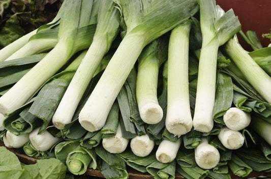 Large Leek 'Monstruoso di Carentan 2'