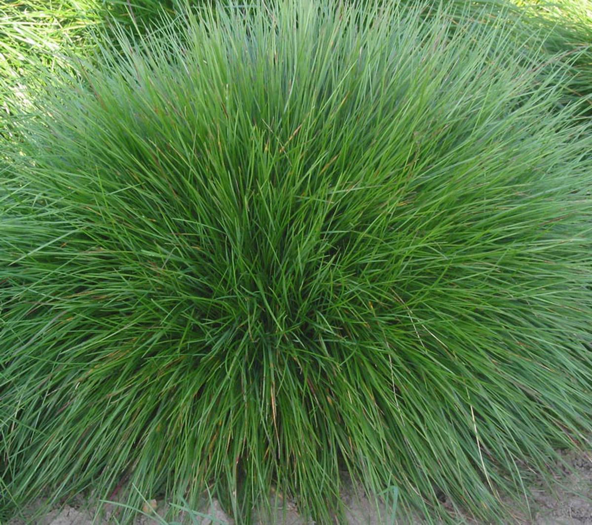 Blue Fescue grass