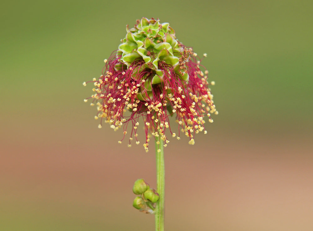 Salad Burnet