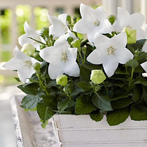 Balloon flower White