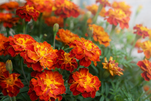 Carmen - Tagetes Patula