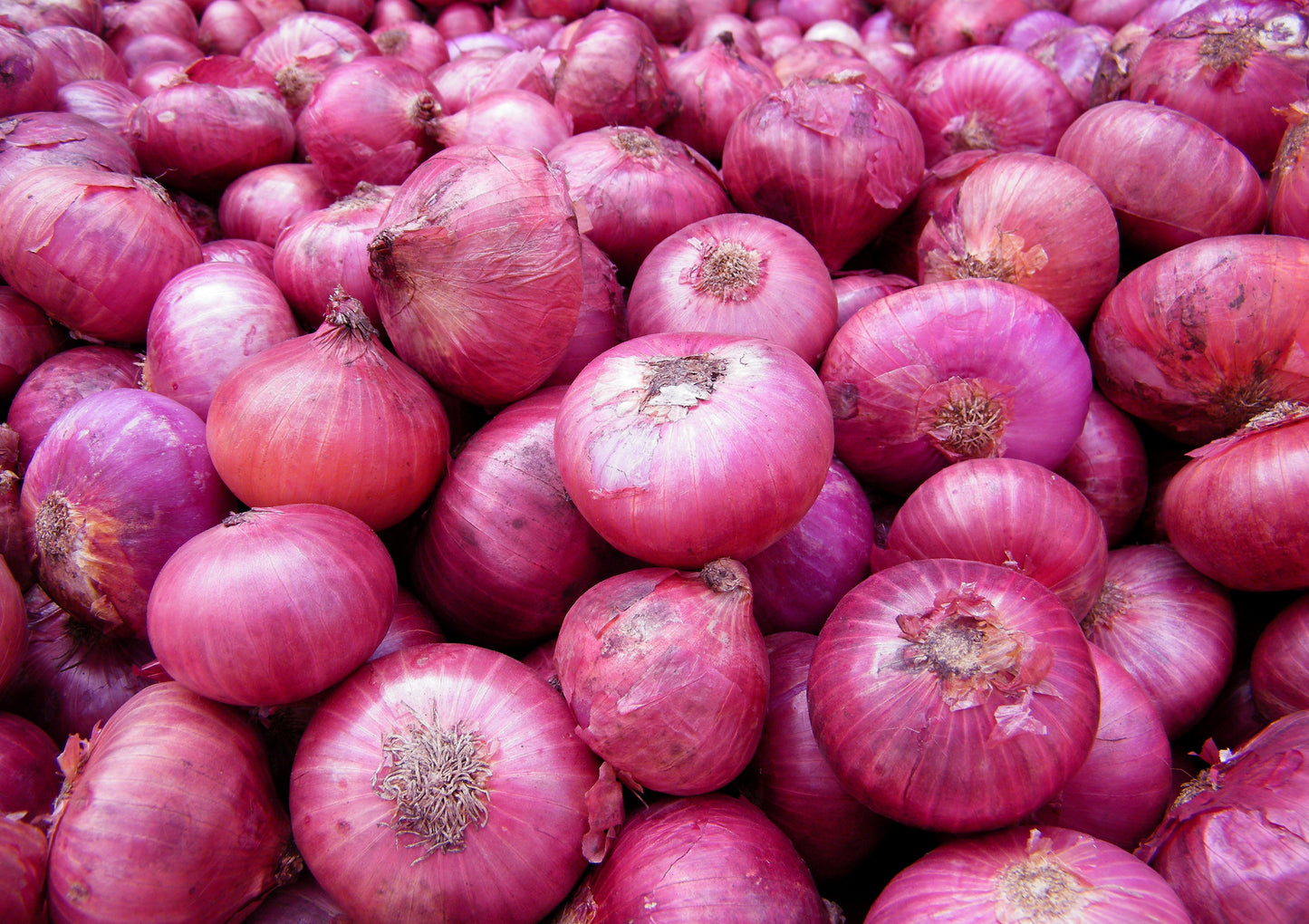 Red onion 'Rossa di Toscana'