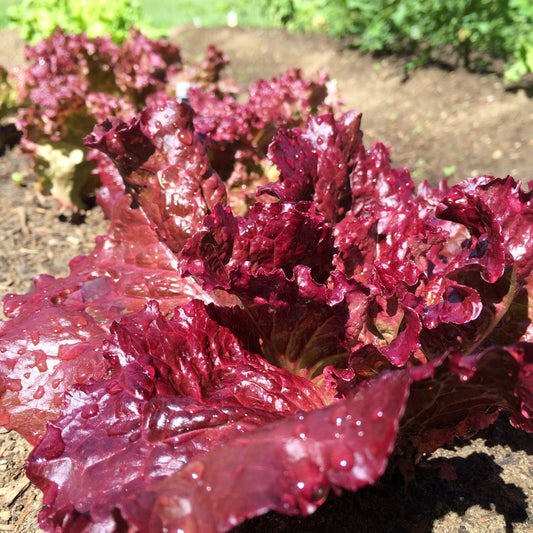 Lettuce 'Red salad bowl'