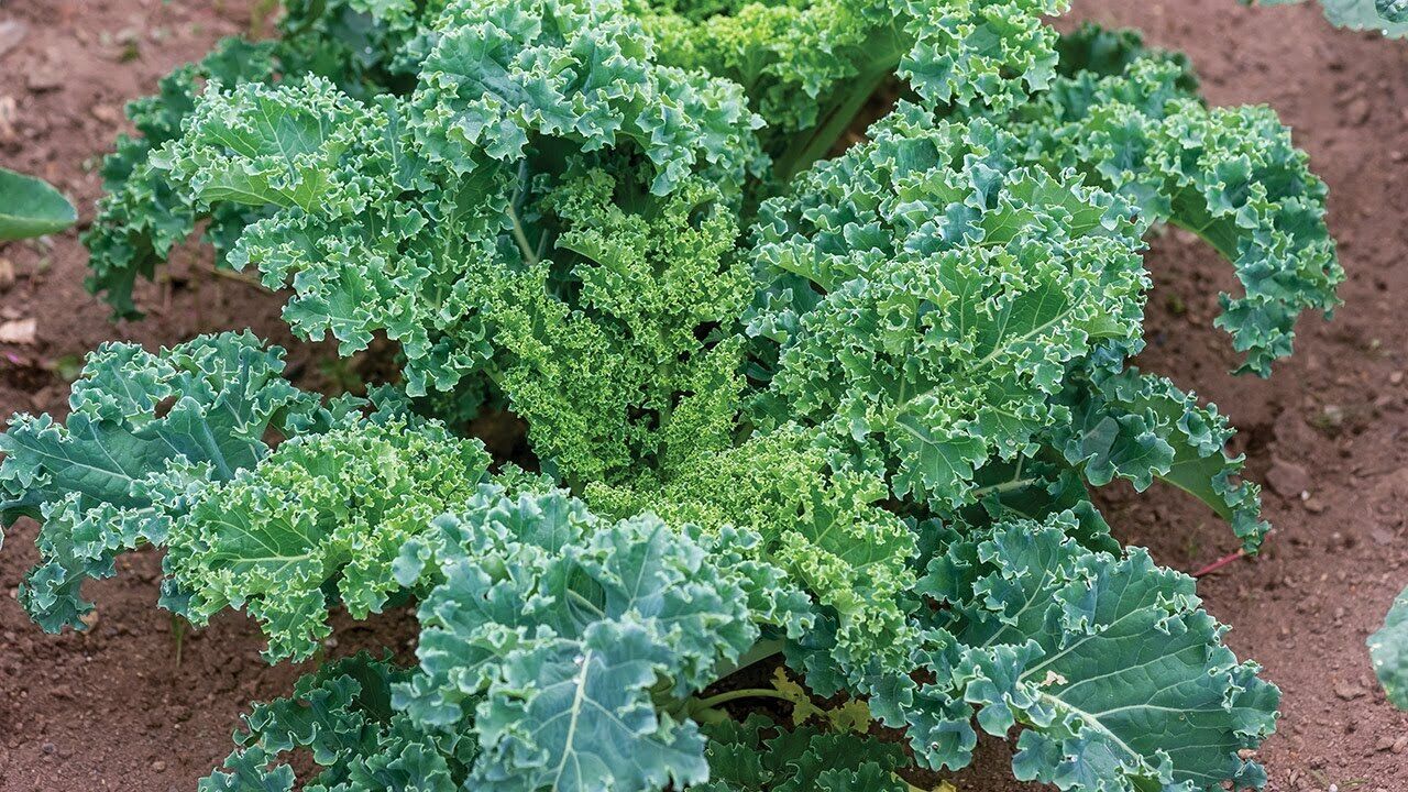 Winter Kale