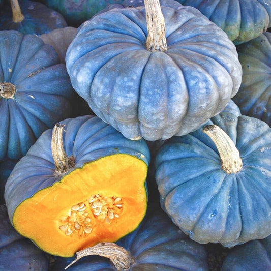 Squash Queensland Blue