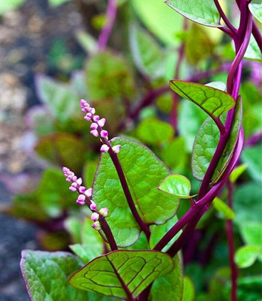 Malabar Spinach