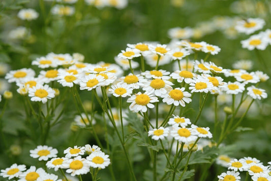 Roman Chamomile