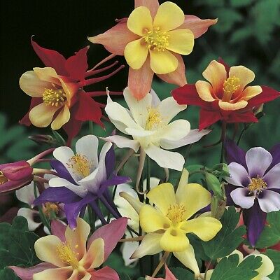 Columbine 'McKana Giant' Mix