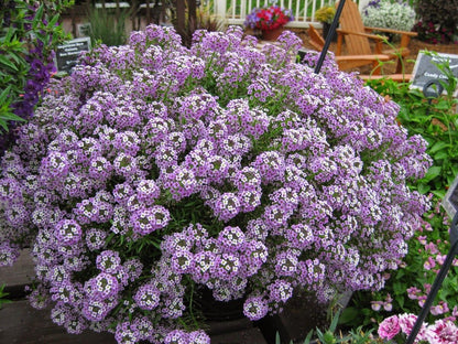 Alyssum 'Royal Carpet'