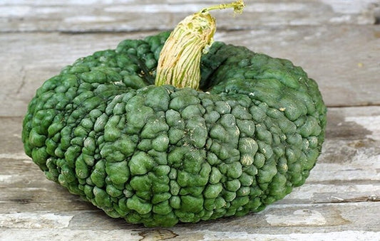 Squash 'Marina di Chioggia'