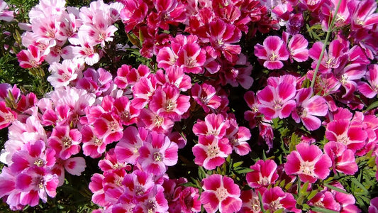 Godetia grandiflora 'Monarch' mix