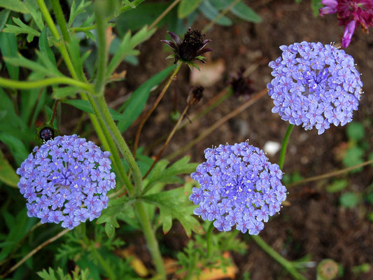 Blue Lace Flower